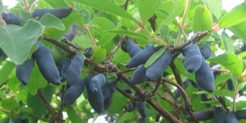 Bobice orlovih noktiju su gorke: šta to znači, da li se može jesti, kako ukloniti gorčinu